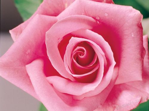 Hoa hồng biểu tượng cho tình yêu là nơi truyền cảm hứng cho con người